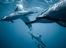 爱游戏-CBA半程观察：季后赛大势已定 争冠还看粤辽疆